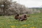 running Lagotto Romagnolo