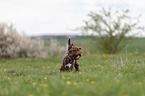 running Lagotto Romagnolo