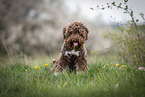 sitting Lagotto Romagnolo