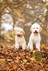 2 Lagotto Romagnolo
