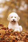 female Lagotto Romagnolo