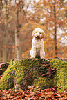 young Lagotto Romagnolo