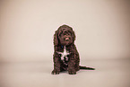 Lagotto Romagnolo Puppy
