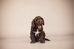 Lagotto Romagnolo Puppy