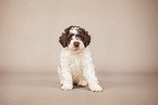 Lagotto Romagnolo Puppy