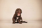 Lagotto Romagnolo Puppy