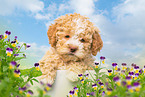 Lagotto Romagnolo Puppy