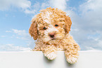 Lagotto Romagnolo Puppy