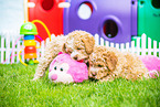 Lagotto Romagnolo Puppies