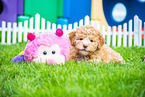 Lagotto Romagnolo Puppy