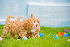 Lagotto Romagnolo Puppies