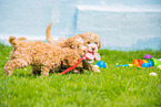 Lagotto Romagnolo Puppies