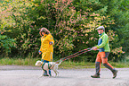 Lagotto Romagnolo at pull sport