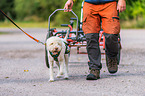 Lagotto Romagnolo at pull sport