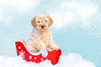 Lagotto Romagnolo Puppy