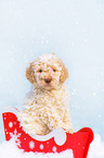 Lagotto Romagnolo Puppy