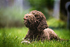 Lagotto Romagnolo Puppy