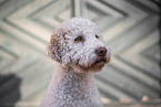 female Lagotto Romagnolo