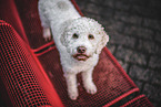 female Lagotto Romagnolo