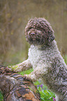 Lagotto Romagnolo