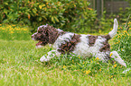 Lagotto Romagnolo Puppy