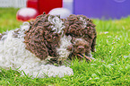 Lagotto Romagnolo Puppys