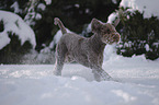Lagotto Romagnolo