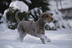 Lagotto Romagnolo