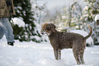 Lagotto Romagnolo