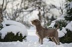 Lagotto Romagnolo
