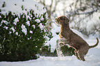 Lagotto Romagnolo