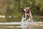 Lagotto Romagnolo