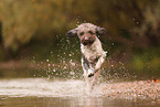 Lagotto Romagnolo