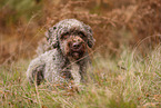 Lagotto Romagnolo