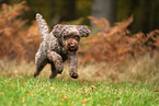 Lagotto Romagnolo