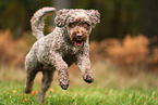 Lagotto Romagnolo