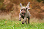 Lagotto Romagnolo