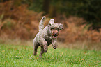 Lagotto Romagnolo