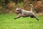 Lagotto Romagnolo
