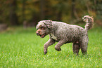 Lagotto Romagnolo