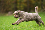 Lagotto Romagnolo