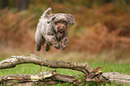 Lagotto Romagnolo
