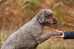 Lagotto Romagnolo