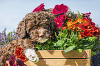 Lagotto Romagnolo puppy
