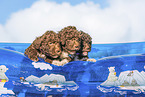 Lagotto Romagnolo puppies