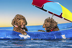 Lagotto Romagnolo puppies