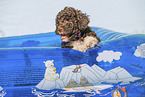 Lagotto Romagnolo puppy