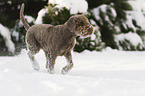 Lagotto Romagnolo in snow