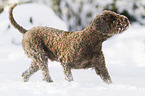 Lagotto Romagnolo in snow