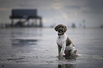 Lagotto Romagnolo